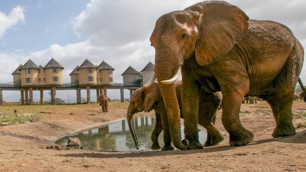 Kenija - Diani Beach i safari