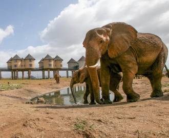 Kenija - Diani Beach i safari