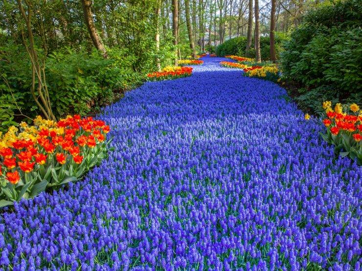 Keukenhof: kako nastaje proljeće među tulipanima