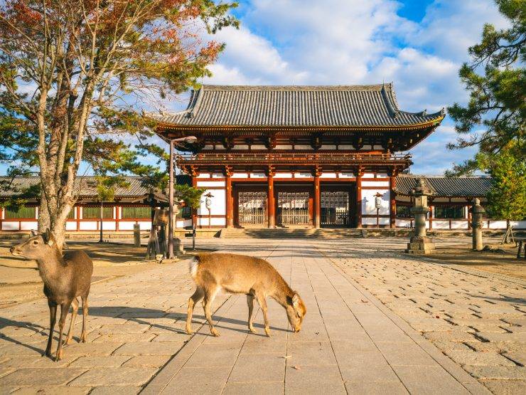 Nara: jeleni u parku i Veliki Buda hrama Todai-ji
