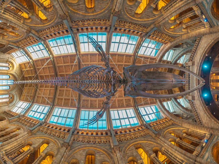 Natural History Museum u Londonu – dinosauri, meteori i evolucija besplatno u srcu grada