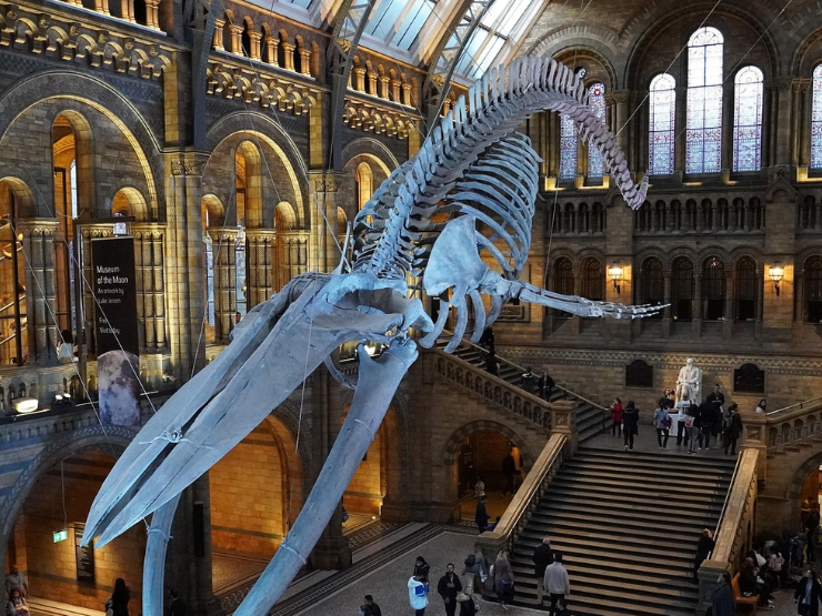 Natural History Museum u Londonu – dinosauri, meteori i evolucija besplatno u srcu grada