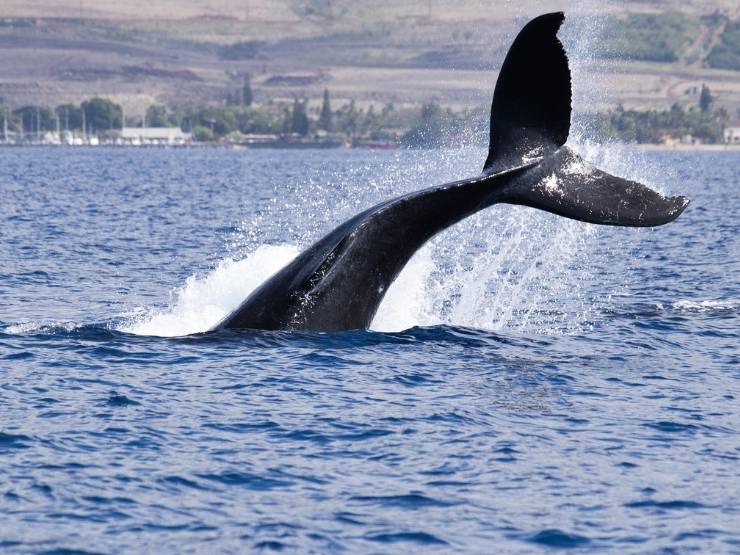 Promatranje kitova u Reykjaviku – koje vrste kitova žive u zaljevu Faxaflói i kada ih vidjeti