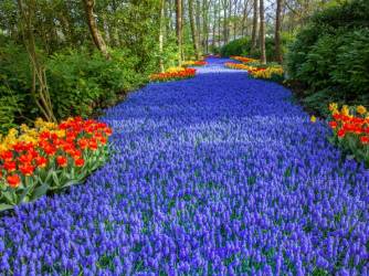 Keukenhof: kako nastaje proljeće među tulipanima