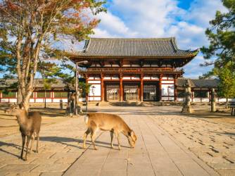 Nara: jeleni u parku i Veliki Buda hrama Todai-ji