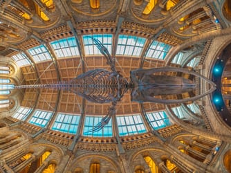 Natural History Museum u Londonu – dinosauri, meteori i evolucija besplatno u srcu grada