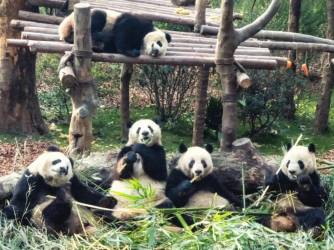 Velike pande u Chengduu: centar i posjet