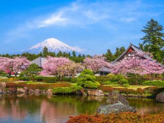 Sakura u Japanu: cvjetanje trešanja, hanami i kratko proljetno razdoblje